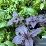 Top Ten Basil Recipes